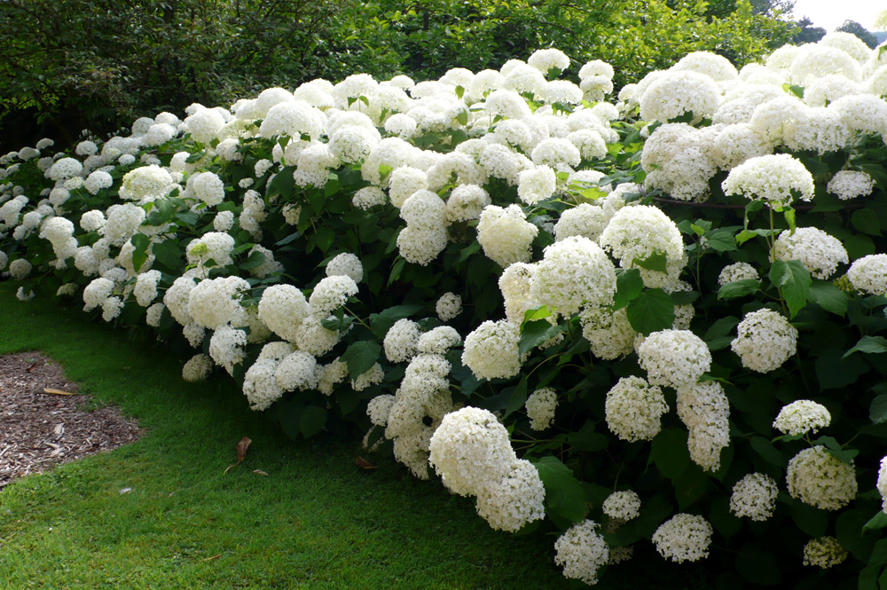 hydrangea anabel planting and care in the open field in the urals