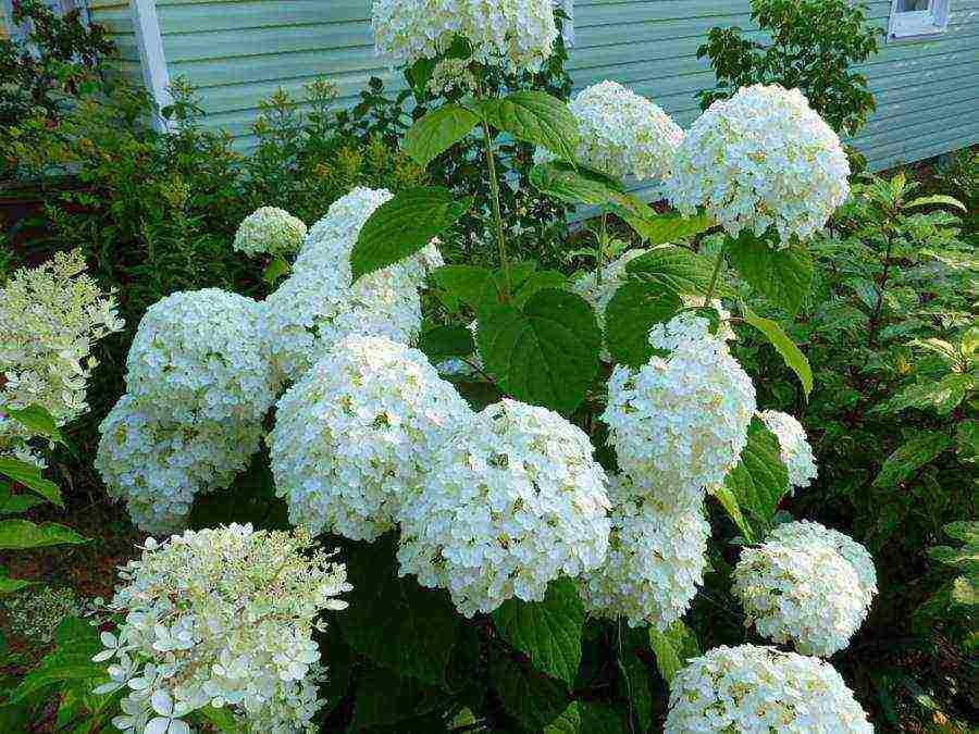 hydrangea anabel planting and care in the open field in the urals