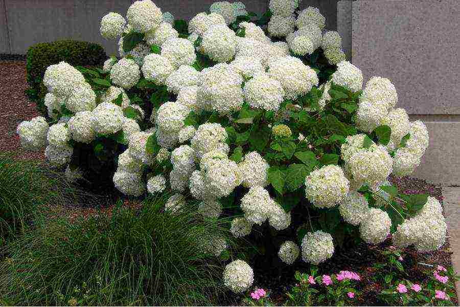 hydrangea anabel planting and care in the open field in the suburbs