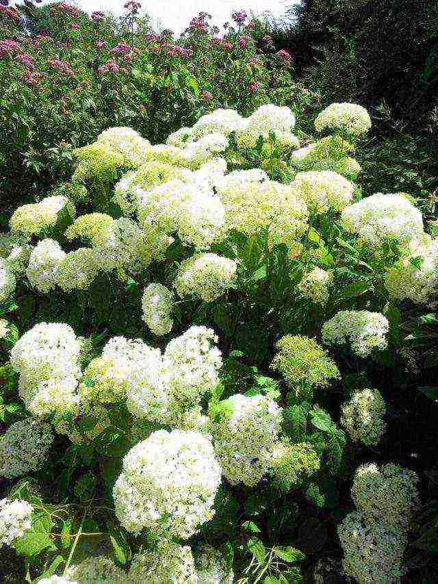 pagtatanim at pangangalaga ng hydrangea anabel sa bukas na bukid sa mga suburb