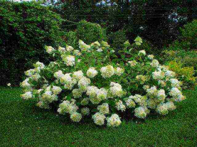 hydrangea anabel planting and care in the open field in the suburbs