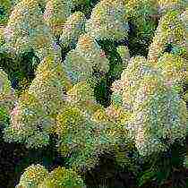 hydrangea anabel planting and care in the open field in the suburbs