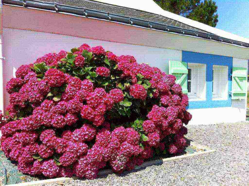 pagtatanim at pangangalaga ng hydrangea anabel sa bukas na bukid sa mga suburb