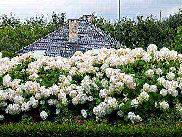 hydrangea anabel planting and care in the open field in the suburbs