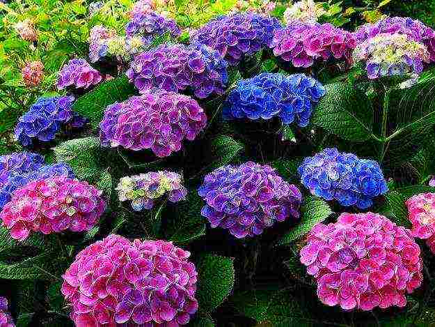 hydrangea anabel planting and care in the open field in the suburbs