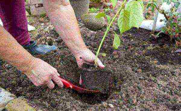 hydrangea anabel planting and care in the open field in the suburbs