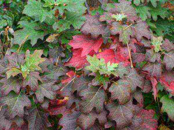 hydrangea oakleaf na pagtatanim ng hardin at pangangalaga sa labas