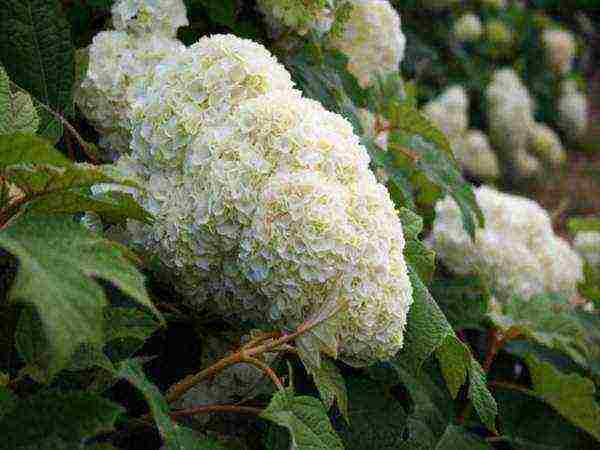 hydrangea oakleaf na pagtatanim ng hardin at pangangalaga sa labas