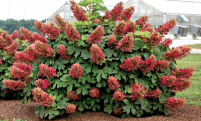 hydrangea oakleaf garden planting and outdoor care