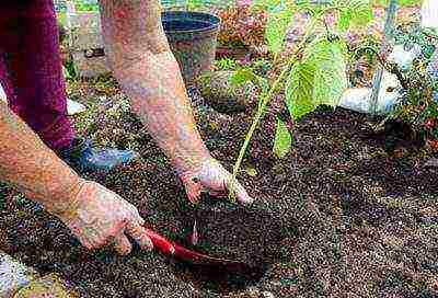 hydrangea oakleaf garden planting and outdoor care