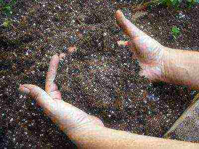 hydrangea oakleaf garden planting and outdoor care