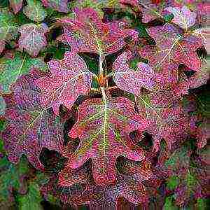 hydrangea oakleaf garden planting and outdoor care