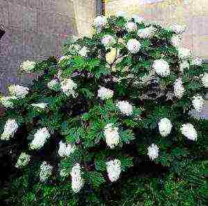 hydrangea oakleaf garden planting and outdoor care