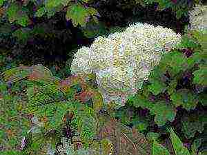 hydrangea oakleaf na pagtatanim ng hardin at pangangalaga sa labas