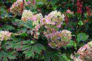 hydrangea oakleaf garden planting and outdoor care