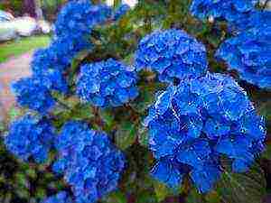 hydrangea oakleaf na pagtatanim ng hardin at pangangalaga sa labas