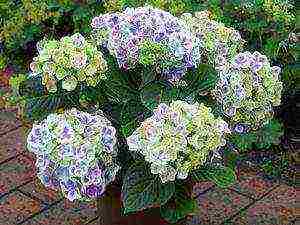 hydrangea oakleaf garden planting and outdoor care