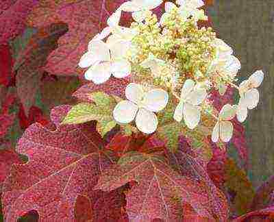 hydrangea oakleaf garden planting and outdoor care