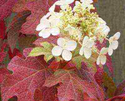 hydrangea oakleaf na pagtatanim ng hardin at pangangalaga sa labas