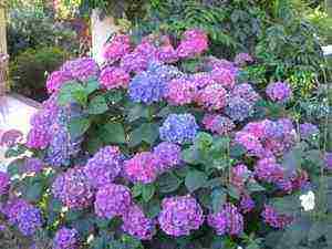 hydrangea oakleaf garden planting and outdoor care