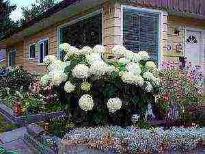 hydrangea oakleaf garden planting and outdoor care