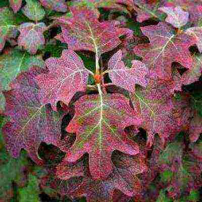 hydrangea oakleaf na pagtatanim ng hardin at pangangalaga sa labas