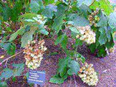 hydrangea oakleaf garden planting and outdoor care