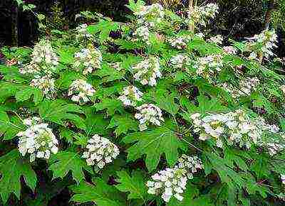 hydrangea oakleaf garden planting and outdoor care