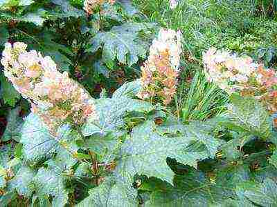 hydrangea oakleaf garden planting and outdoor care