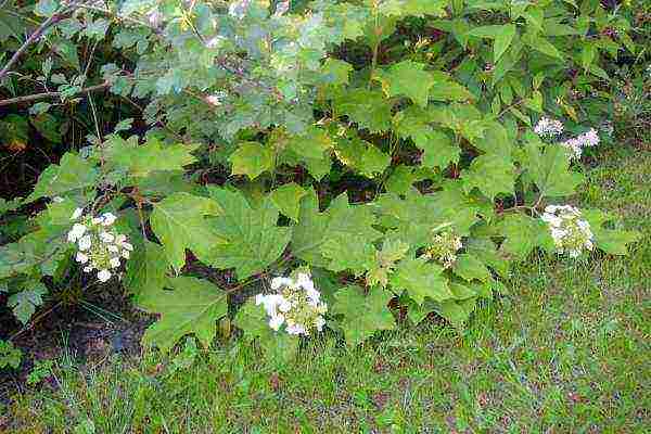 hydrangea oakleaf garden planting and outdoor care