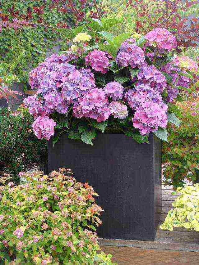 hydrangea hydrangea garden planting and outdoor care