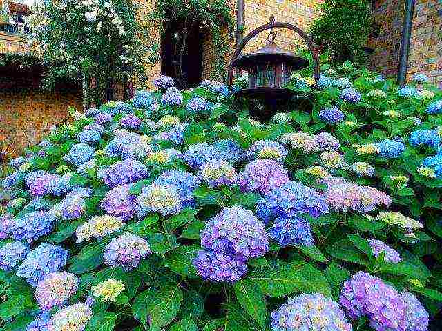 hydrangea hydrangea garden planting and outdoor care