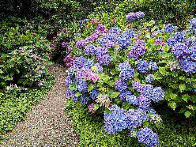 hydrangea hydrangea hardin pagtatanim at panlabas na pangangalaga