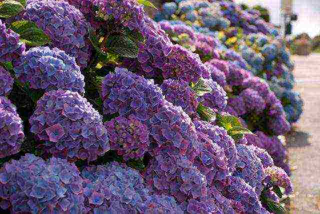 hydrangea hydrangea garden planting and outdoor care