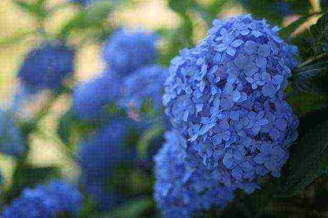 hydrangea hydrangea hardin pagtatanim at panlabas na pangangalaga