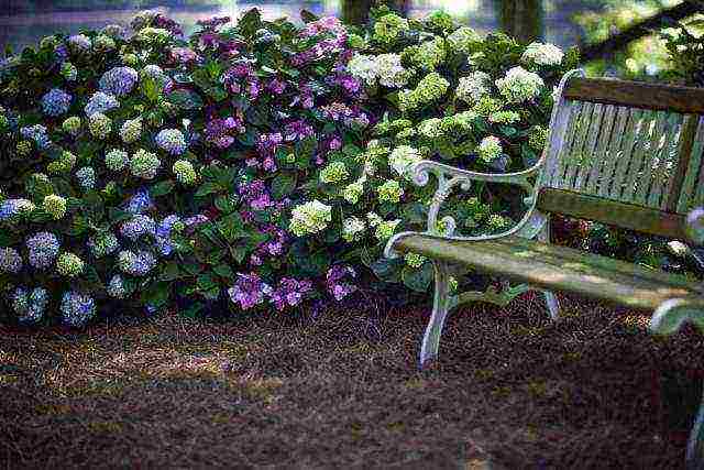 hydrangea hydrangea hardin pagtatanim at panlabas na pangangalaga