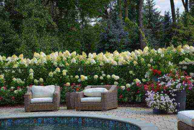 hydrangea hydrangea garden planting and outdoor care