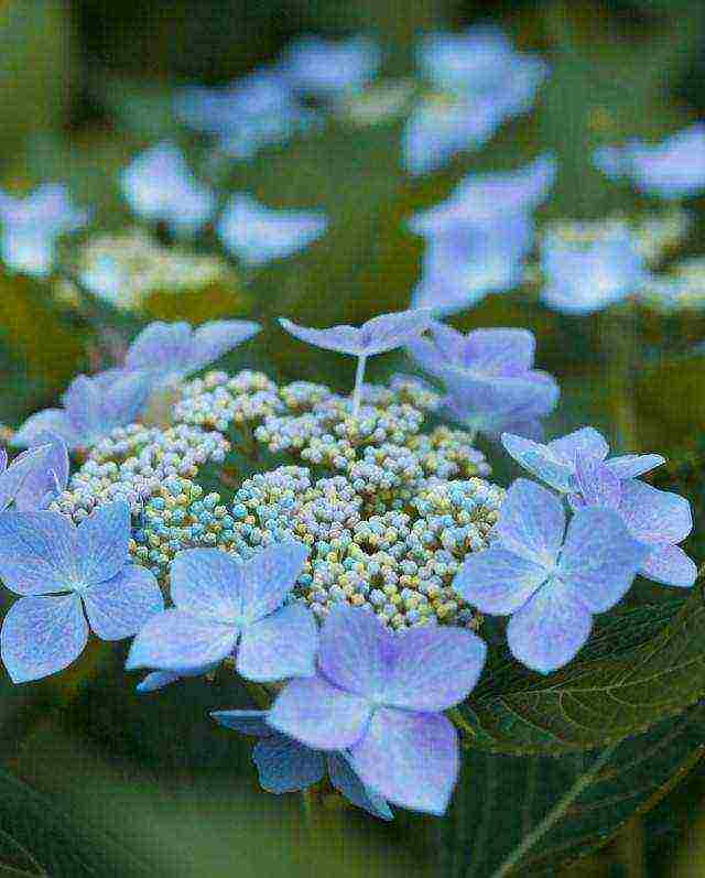 hydrangea hydrangea hardin pagtatanim at panlabas na pangangalaga