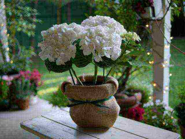 hydrangea hydrangea garden planting and outdoor care