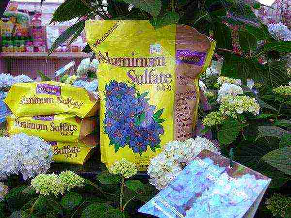 hydrangea hydrangea garden planting and outdoor care