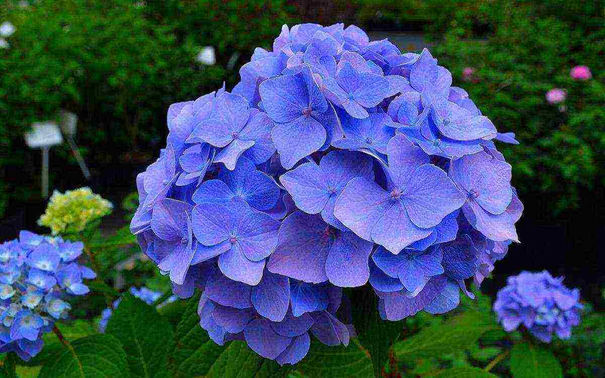 hydrangea blue large-leaved planting and care in the open field