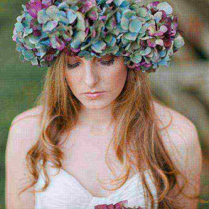 hydrangea blue large-leaved planting and care in the open field