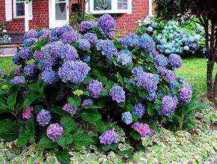 hydrangea blue large-leaved planting and care in the open field