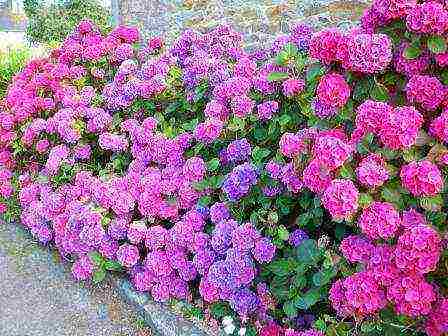 hydrangea blue large-leaved planting and care in the open field