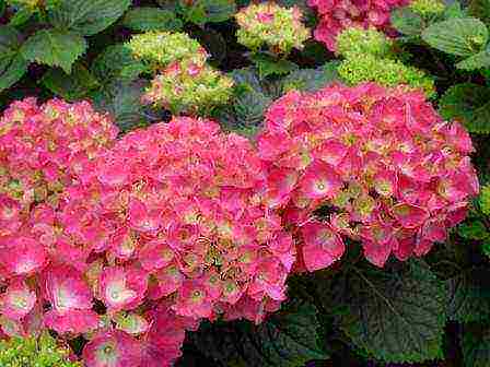 hydrangea blue large-leaved planting and care in the open field