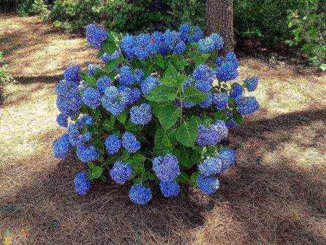 hydrangea blue large-leaved planting and care in the open field