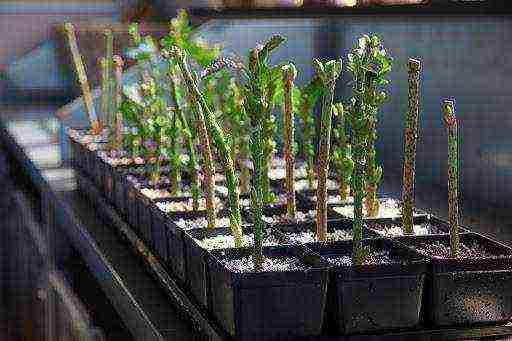 hydrangea blue large-leaved planting and care in the open field