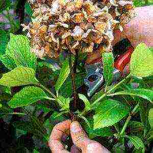 hydrangea large-leaved red planting and care in the open field