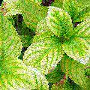 hydrangea large-leaved red planting and care in the open field