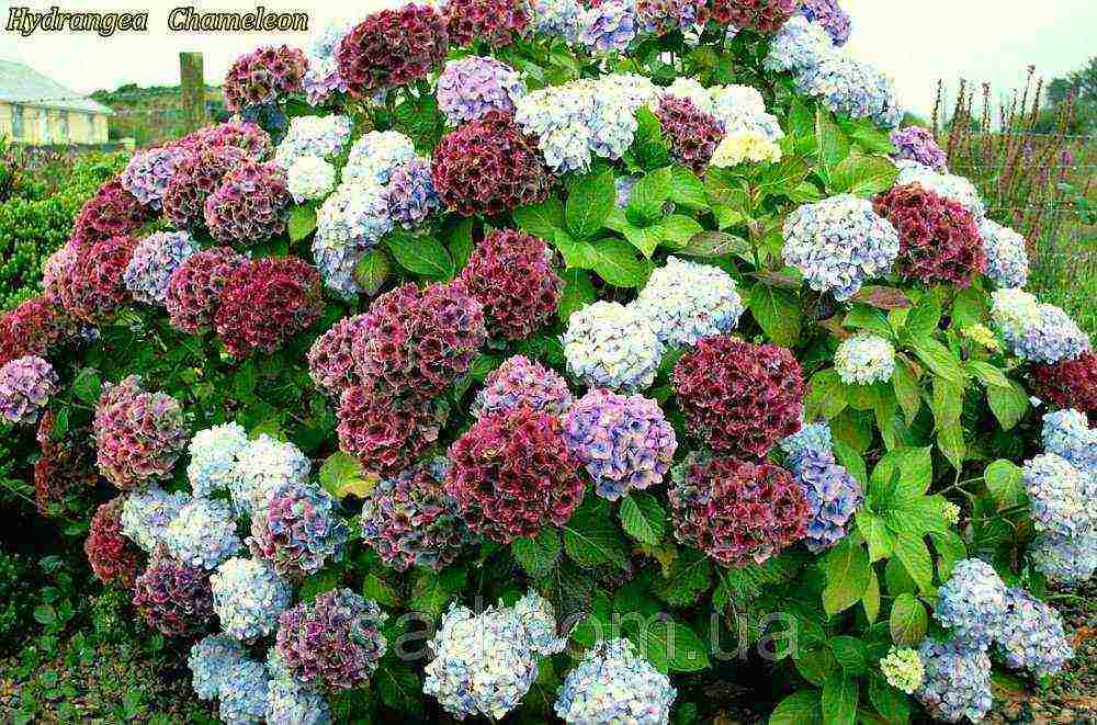 hydrangea large-leaved red planting and care in the open field